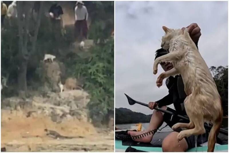 想行善卻害命？中國水庫「放生大量野貓」嚇到跳水溺斃