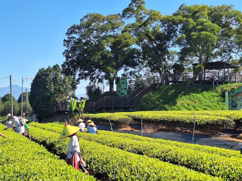 南投縣名間野茶祭活動，由專人導覽進入茶園，介紹名間茶歷史。（名間鄉產業觀光發展協會提供）