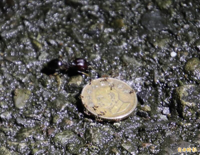 某认识蚂蚁的相关社群，因网路言语的礼节问题，出现大人欺负小学童的官司。（记者黄美珠摄）