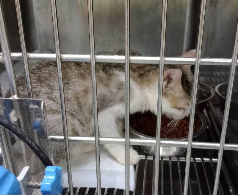 三峽浪貓口炎痛到吃不下 新北動保處助恢復健康待領養