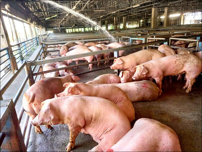 宜蘭全面禁止廚餘養豬  輔導轉型改用飼料