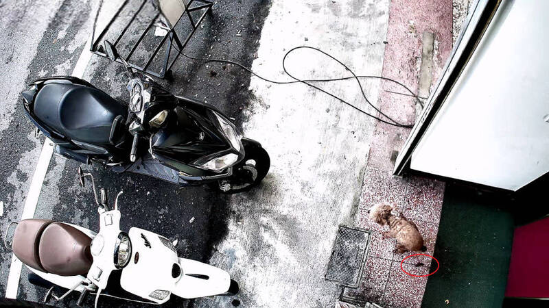 毛小孩隨地便便全都錄 飼主不清理最高罰6千