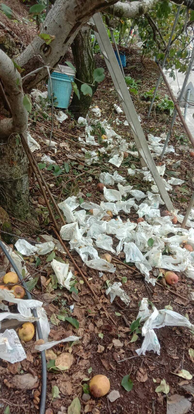 梨山蜜蘋果將採收 猴害「又吃又玩」讓果農叫苦