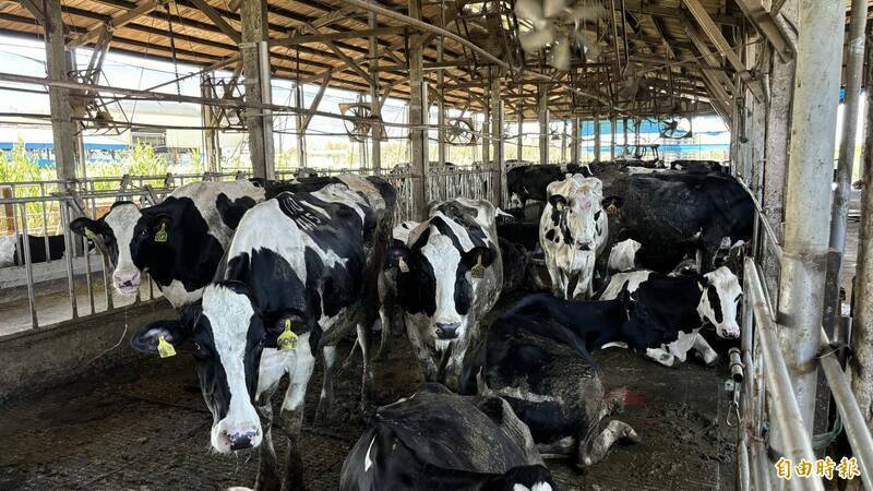 農業部推乳牛死亡保險 明年元旦起強制納保、補助一半保費