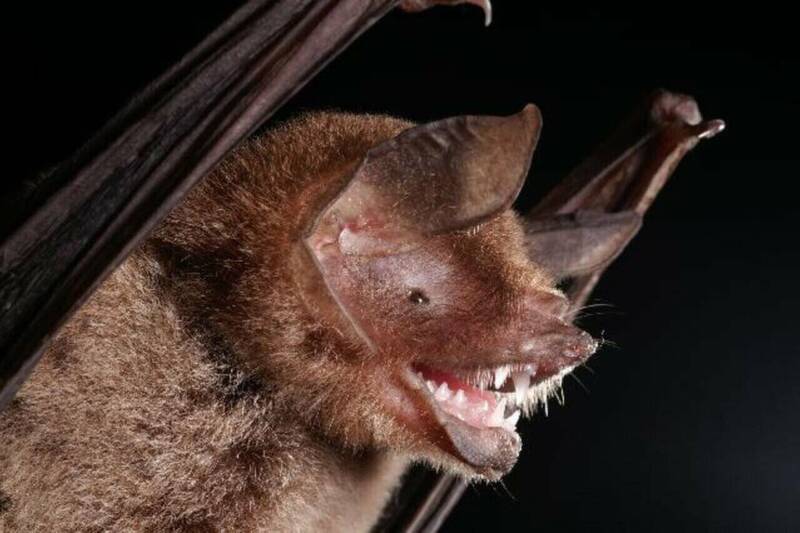 科學家近日在巴西的「帕氏裸背蝙蝠」(Pteronotus parnellii,圖)體內,發現一種與新冠病毒具有相似遺傳特徵的新型冠狀病毒。(圖取自維基公領域)