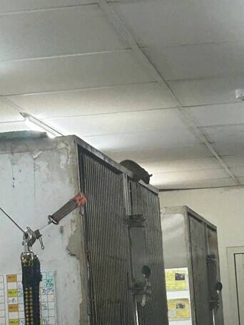 北市動物之家中繼園區鼠患肆虐。（陳宥丞提供）