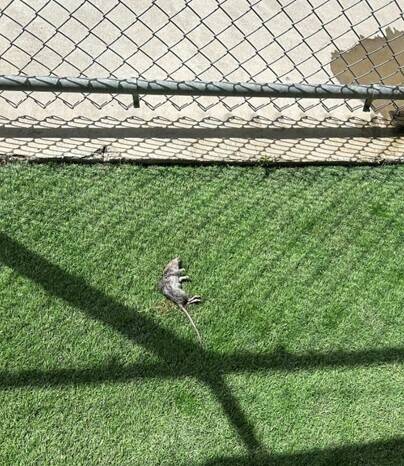 北市動物之家中繼園區鼠患肆虐。（陳宥丞提供）