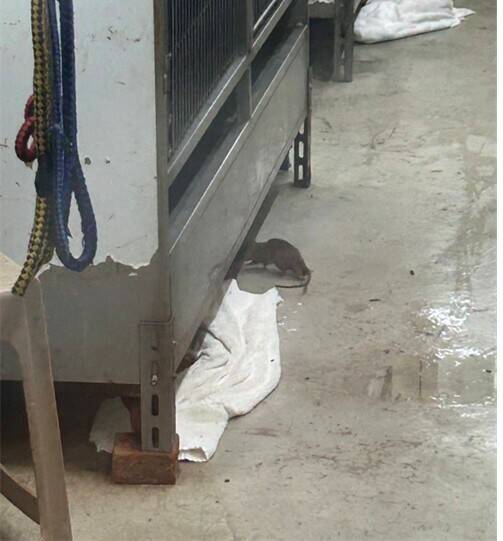 北市動物之家中繼園區鼠患肆虐。（陳宥丞提供）