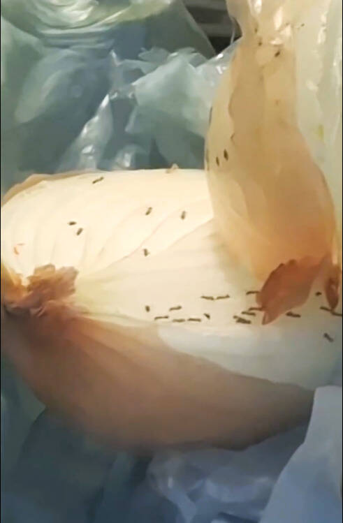 消費者見小吃店放置的洋蔥食材上有許多螞蟻。（圖擷取自threads@han0801a）