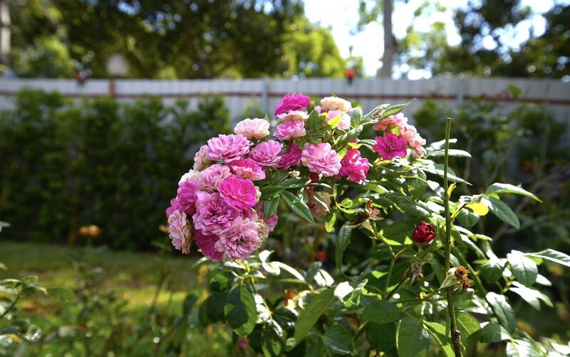 「小王子玫瑰園」兩萬朵玫瑰陸續長成中。（校方提供）