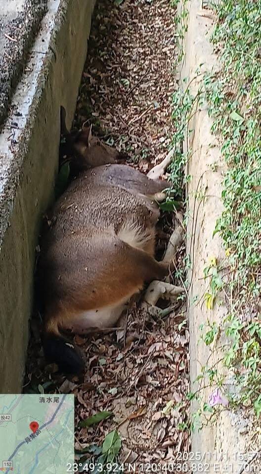 彰化縣二水鄉員集路旁，日前被民眾發現一頭大型水鹿倒臥水溝，已無生命跡象。（鄭慶松提供）