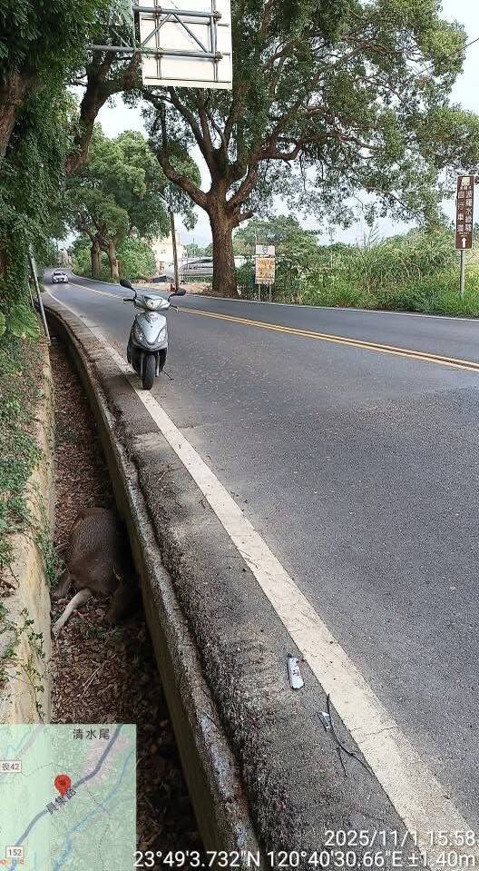 倡和村長鄭慶松指出，這頭水鹿被發現時已無生命跡象，體重逾百公斤，外觀判斷，水鹿身上並無外傷。（鄭慶松提供）
