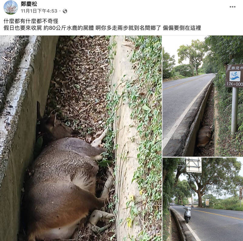 倡和村長鄭慶松在臉書貼文，一頭大型水鹿倒臥員集路水溝，已無生命跡象。
（翻攝）