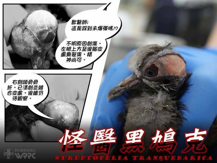 踩到未爆彈？紅鳩受創「頭蓋骨全露」 緊急縫合搶回小命