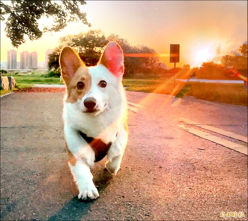 寵物殯葬自治條例 新北11月送審