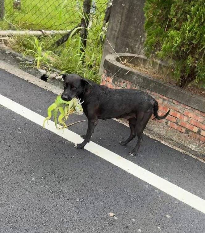 綠鬣蜥慘變浪浪獵物！網笑：牠要拿去換錢