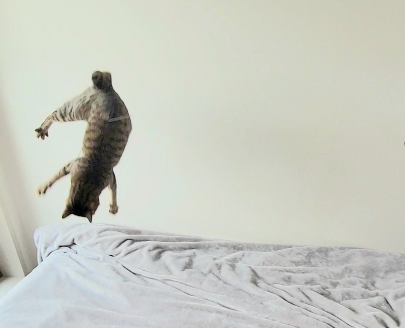 日本飼主分享，自己陪愛貓一起玩逗貓棒，期間愛貓因為玩太嗨，在他面前展現完美後空翻動作。（圖擷取自@chipie0826 社群平台「X」）