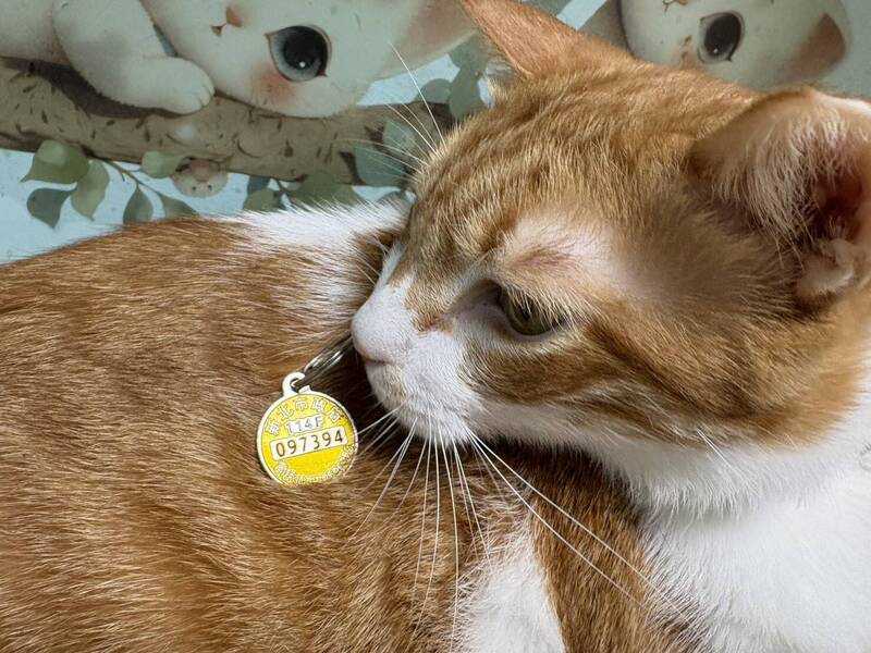 動保處指出，即日起至12月31日，帶寵物施打狂犬病疫苗，並於動保處粉專留言分享寵物與114年狂犬病頸牌合照，即可抽新北幣500點。（新北市動保處提供）