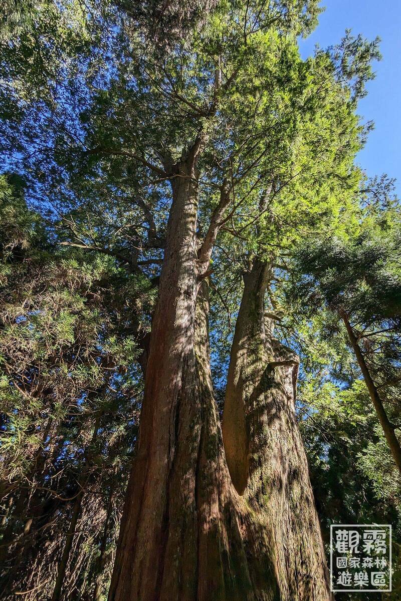 觀霧檜山巨木群步道修繕完畢，重新開放。（林業及自然保育署新竹分署提供）