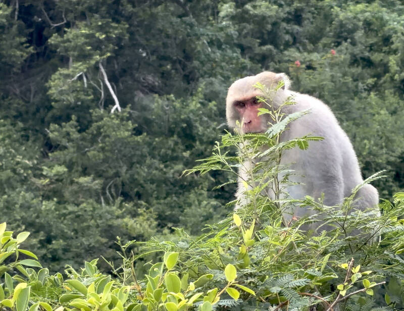 「東河咕嚕」因壓力大脫毛? 農業單位著手調查猴群皮膚病