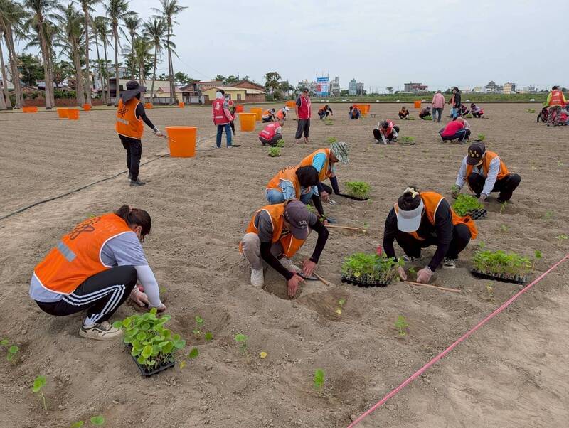 易服勞役人員投入蜀葵花栽植 學甲花季明年盛況可期