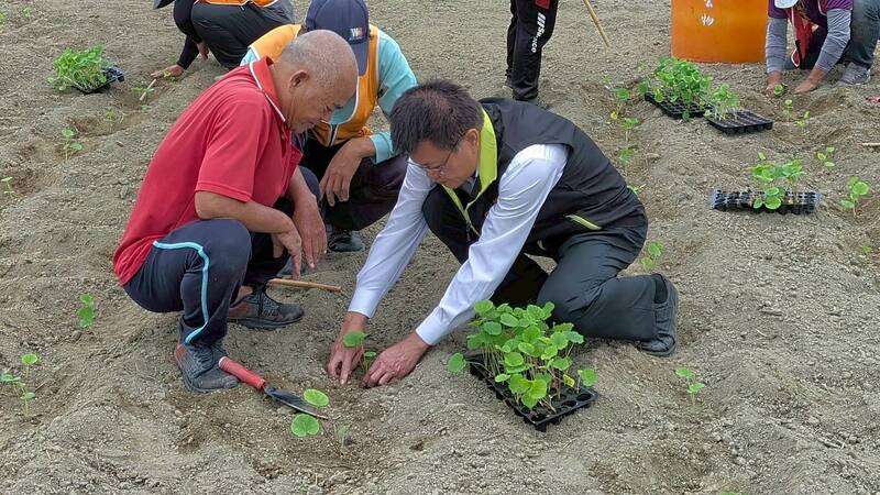 學甲區公所展開蜀葵花種植工作，區長張明寶前往現場關心、加油打氣。（學甲區公所提供）