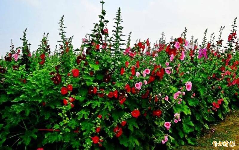 學甲蜀葵花季每年3月登場，學甲區公所展開蜀葵花種植工作，明年花季盛況可期。（資料照）