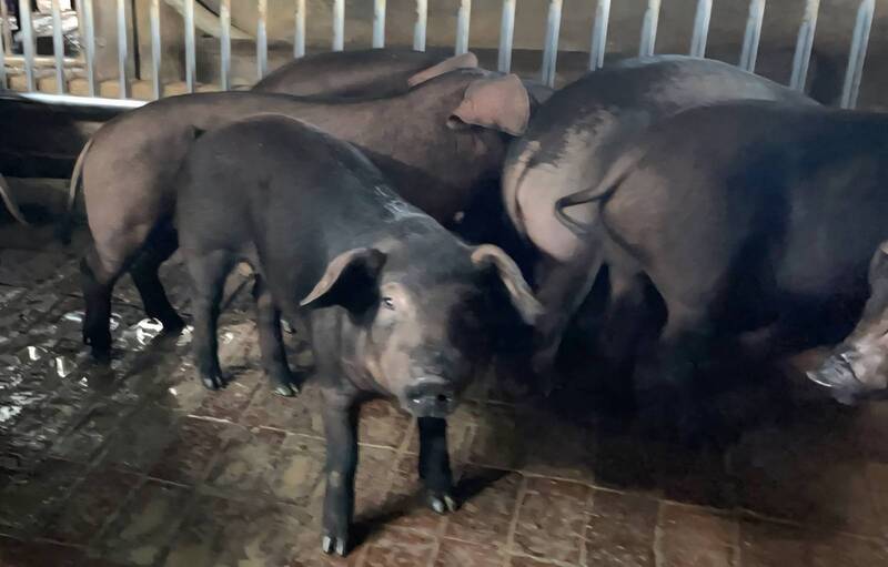 中市府處理豬瘟事件「失德」 清大學者:亂了7天還在亂就是人禍