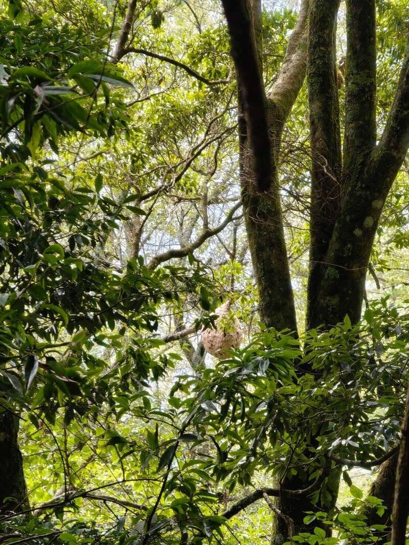 登山注意虎頭蜂！山友登雪霸遇「最兇虎頭蜂」。（雪管處提供）