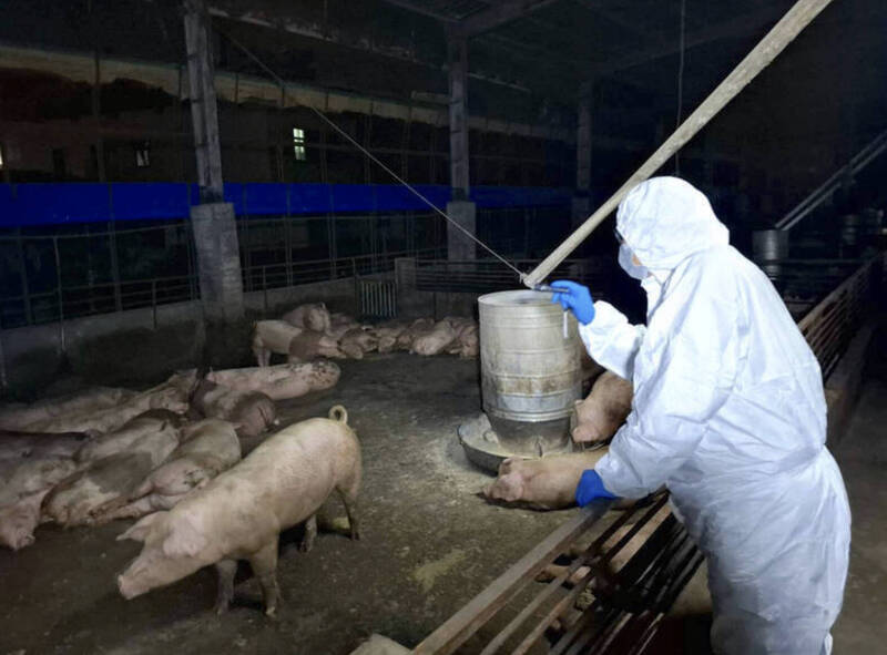 台中染疫豬場四處收廚餘 查來源鎖定5公里內17家東南亞餐廳