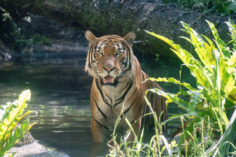 馬來虎「Arhaa」兩個多月前來到台北動物園，歷經檢疫期後，目前已經可以在園區內活動。（圖由台北動物園提供）