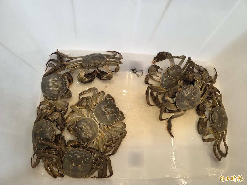 苗縣大閘蟹評鑑 蟹農吳克豐拿特等獎