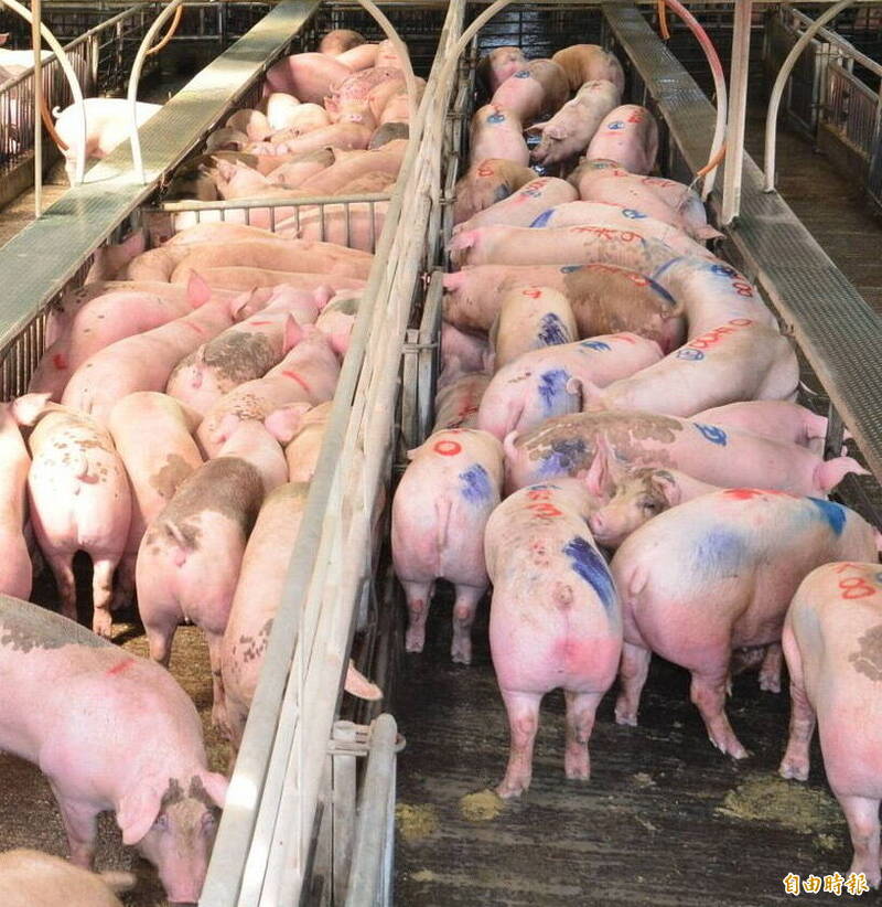 11/7豬隻恢復拍賣屠宰 彰化首日總量管制2400頭
