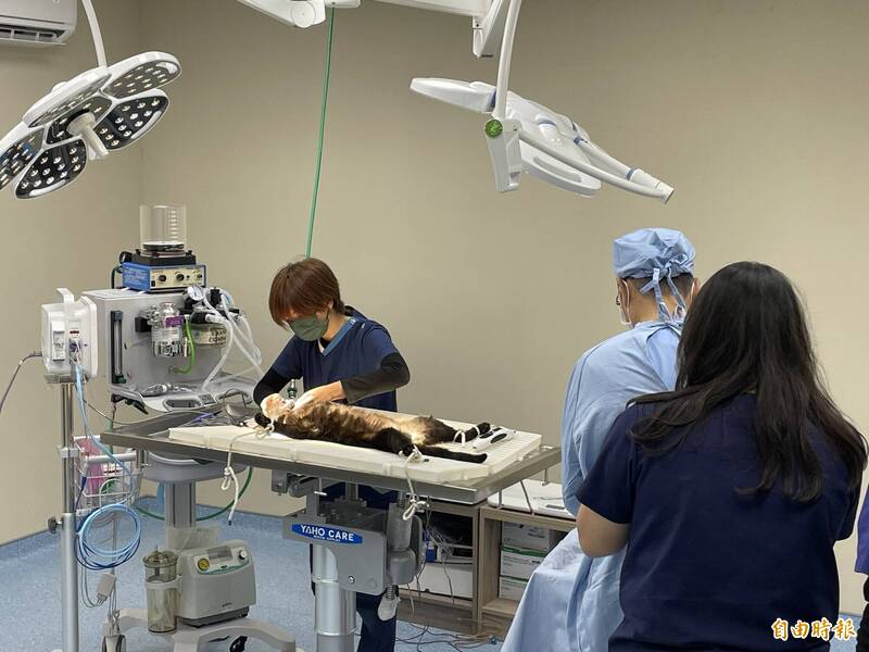 毛孩手術費由13萬增至30萬仍不治 民代建議成立調解平台
