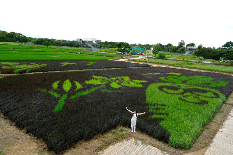 桃市議員促國門之都打造「台灣富良野」,張善政:將委託興大、台大研究