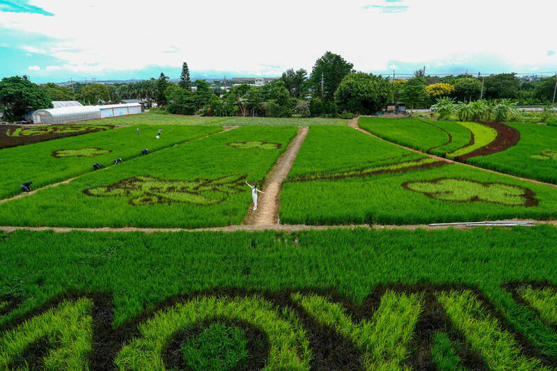 桃園市政府在大園地區設置意象花海，讓國外旅客知道台灣到了。（農業局提供）