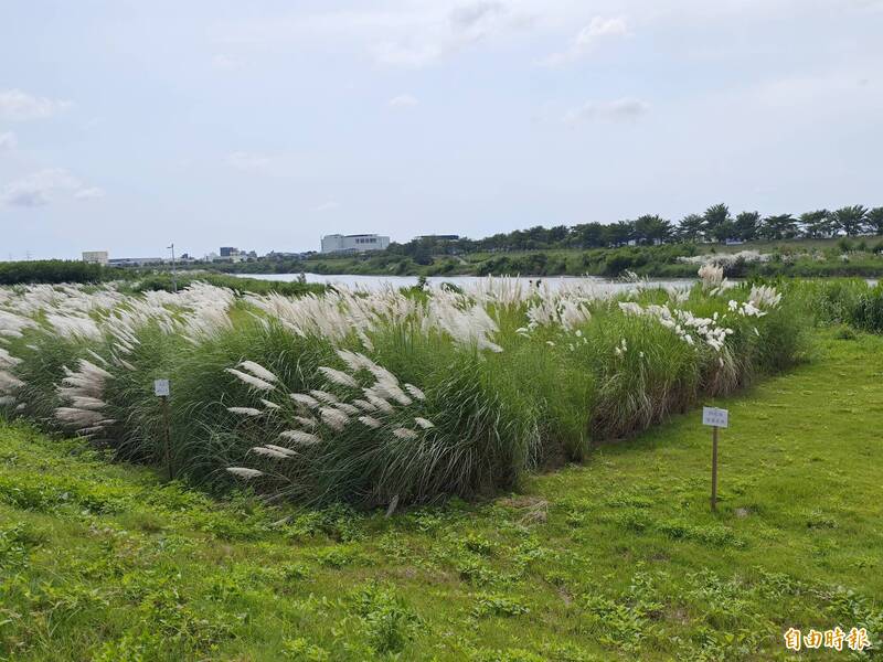 六河分署也在二仁溪畔清除外來種的銀合歡，復育甜根子草。（記者吳俊鋒攝）