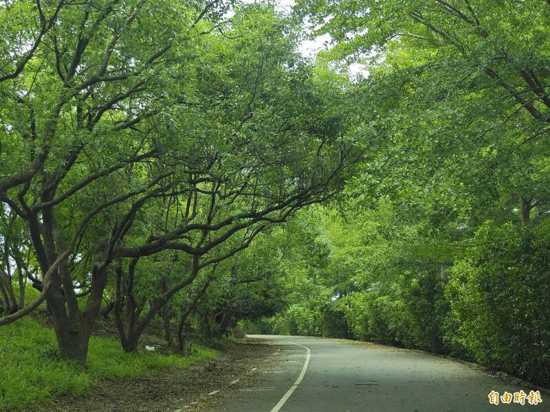 二仁溪中洲段河堤結合一旁的港尾溝溪滯洪池，成功打造出綠色隧道。（記者吳俊鋒攝）