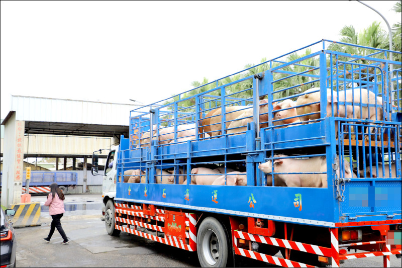 豬隻禁運宰擬週五解封》雲林肉品市場日拍量 將增1成至2700頭
