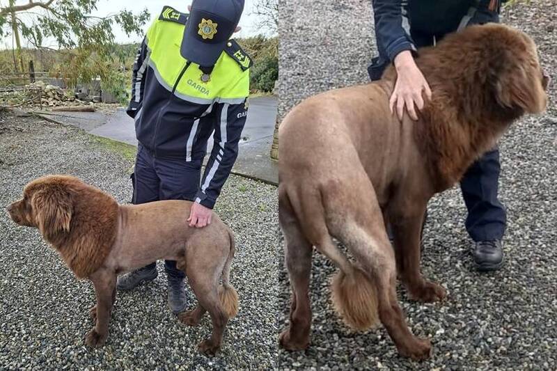 嚇壞人!愛爾蘭小鎮「獅子出沒」 真相曝光眾人笑噴