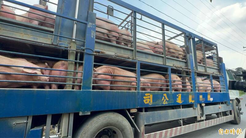 活豬運載今中午解禁 屏東養豬戶開心出豬