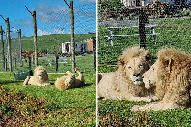 图为纽西兰卡莫野生动物保护区的狮子。在潜在买家出现后，园方已暂缓对园内剩余5头狮子的安乐死计划。（图：Kamo Wildlife Sanctuary）