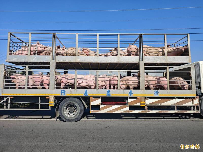 彰化肉品市場明開拍2381頭豬 黃昏市場下午2點就有溫體肉