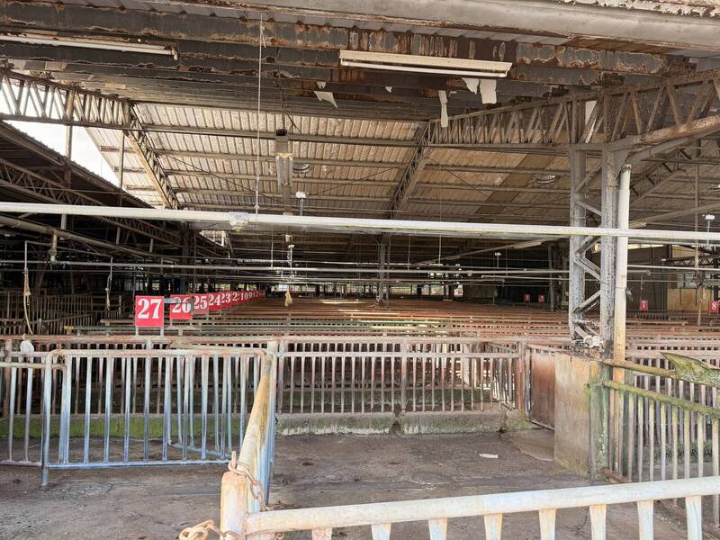 禁宰禁運解禁 苗栗縣市場8日早上可買新鮮豬肉