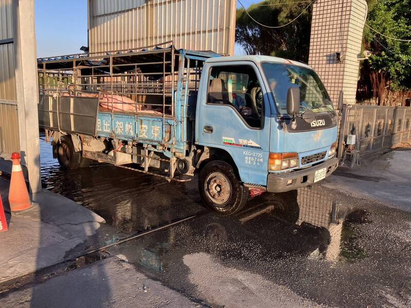 台中大安肉品市場明天拍賣2270頭豬 豬隻開始進場了