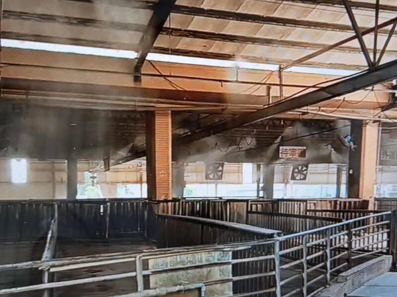 嘉市肉品市場明恢復拍賣  豬農盼豬價達每公斤95元