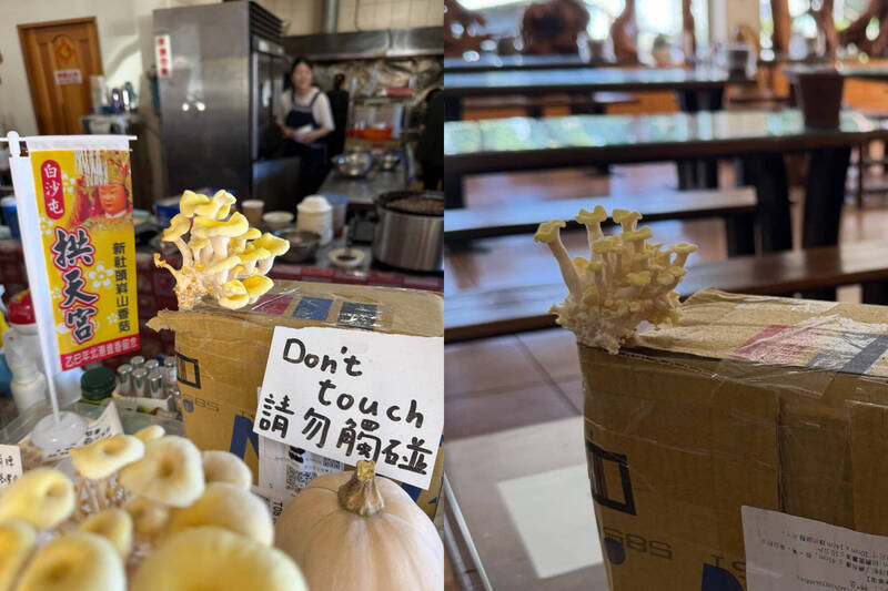 包裹流浪7天被退回爆出「箱菇」 全網笑翻:節外生菇