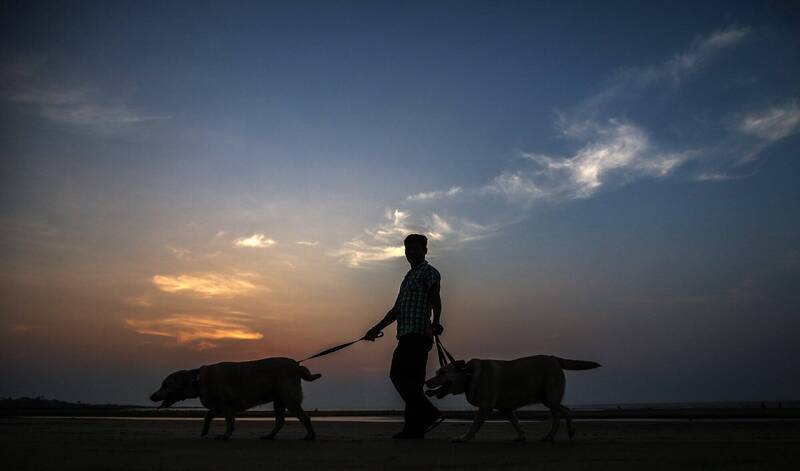 電梯內活活摔死狗卻謊稱「遭車撞死」印度狗保母行徑引公憤