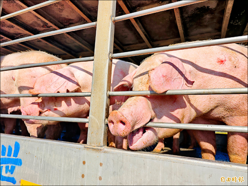 豬隻恢復拍賣首日 中彰投排定7311頭