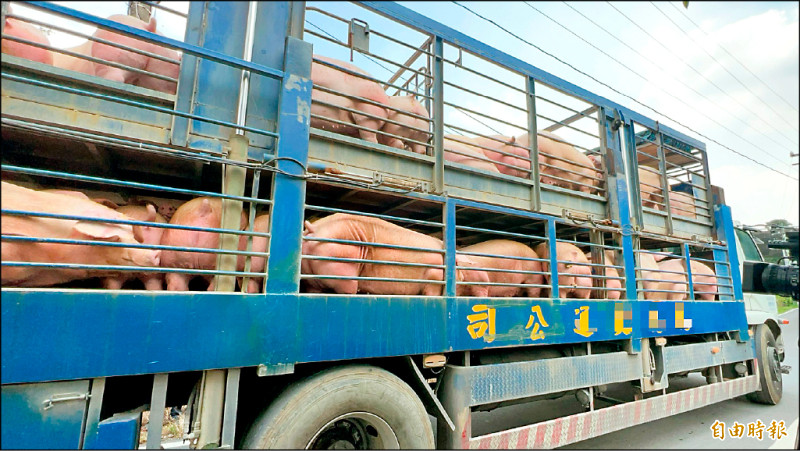 禁運禁宰令解除 高屏供豬5950頭